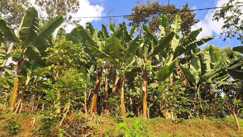 Kilimandžaro drveće banana></p>

<p><img src=